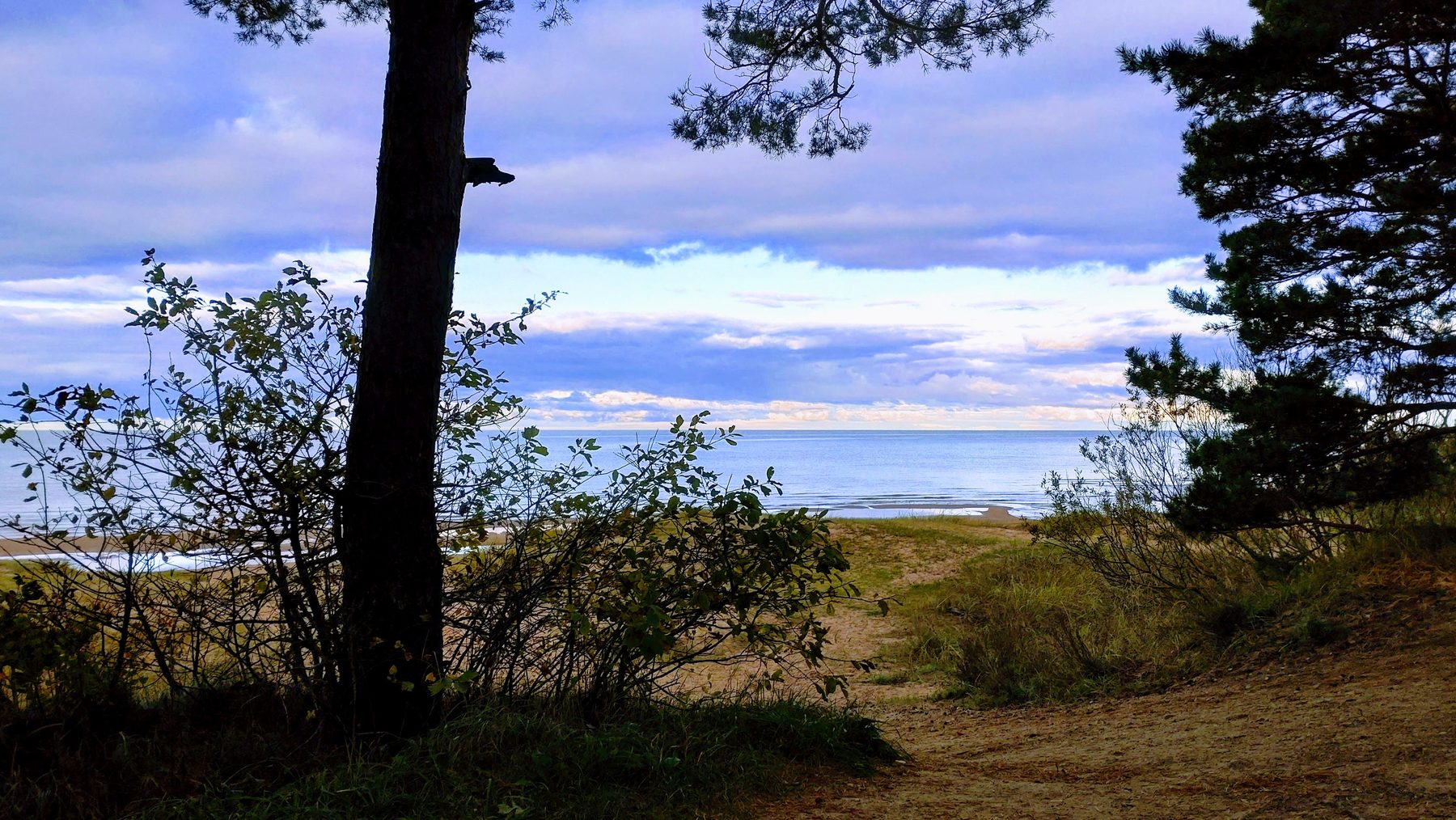 Pines frame the view to the sea