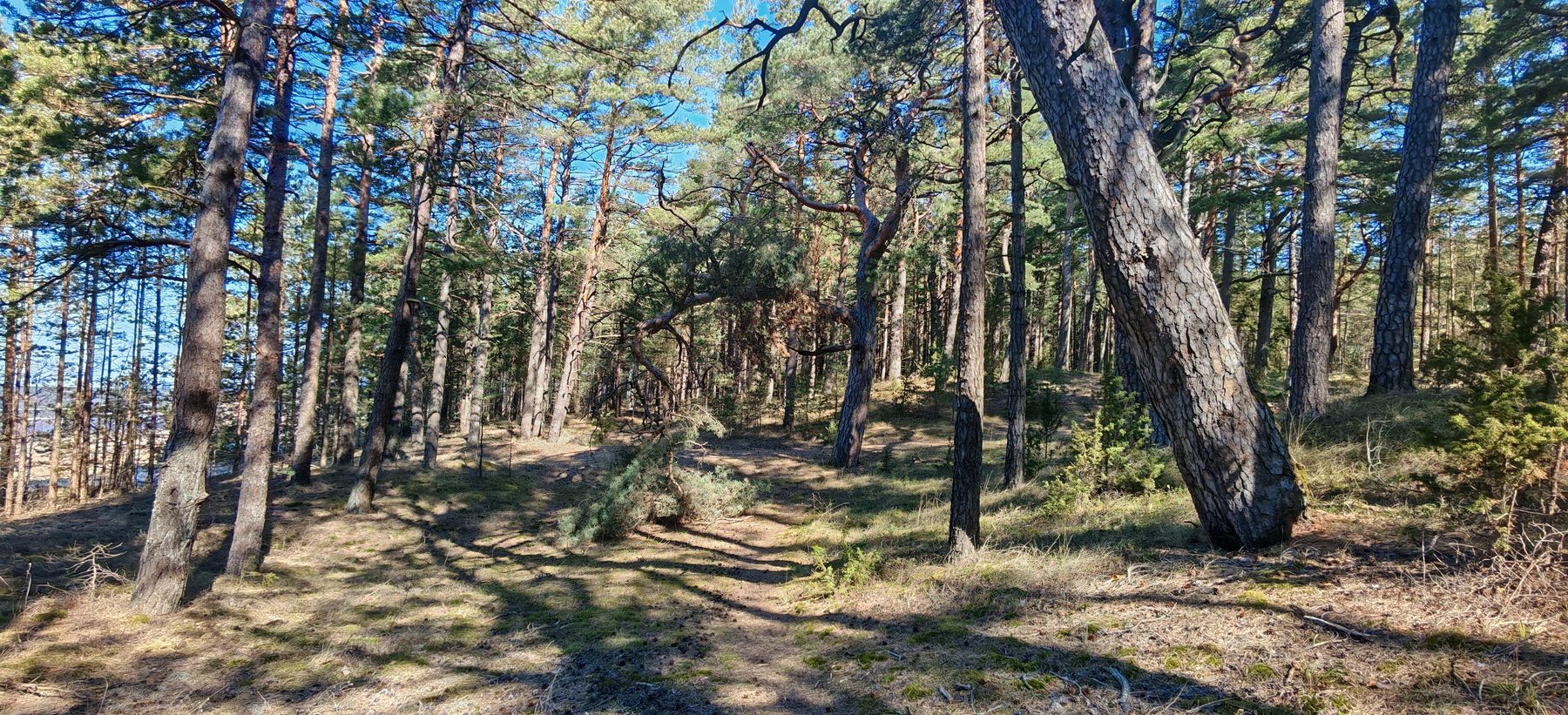 Rannikon mäntymetsä